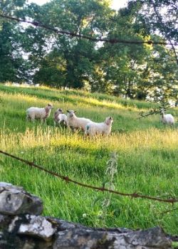 traveling steps basque sheep