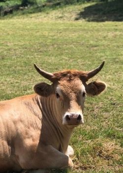 traveling steps cow