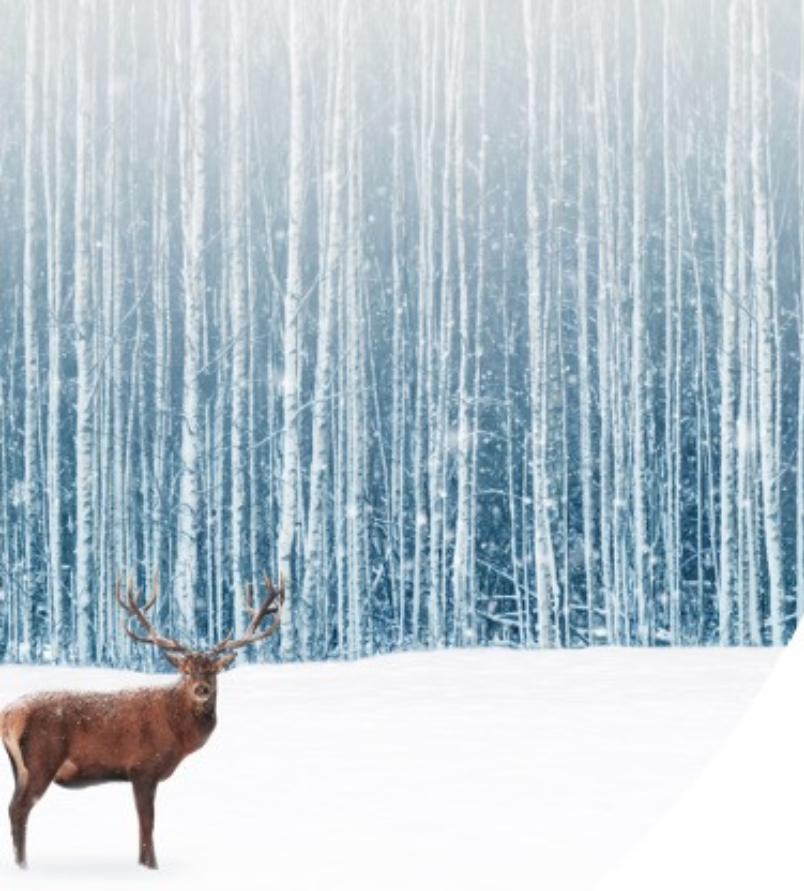 traveling steps ikurriña